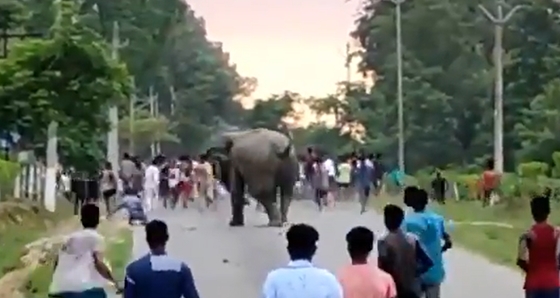 Élet+Stílus: Elefántok zavartak meg egy esküvőt Indiában