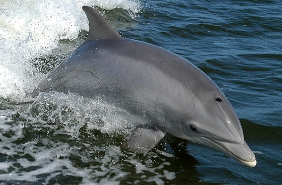 Világ: Lelőttek egy delfint Horvátország partjainal