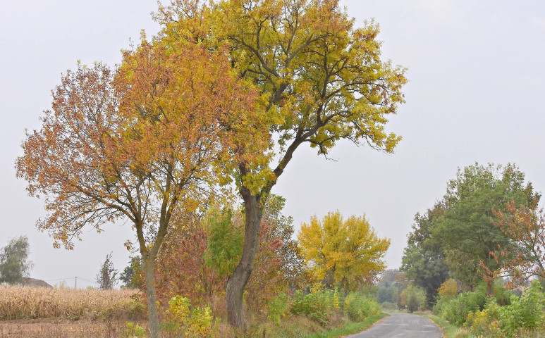 Csapadékos, szeles