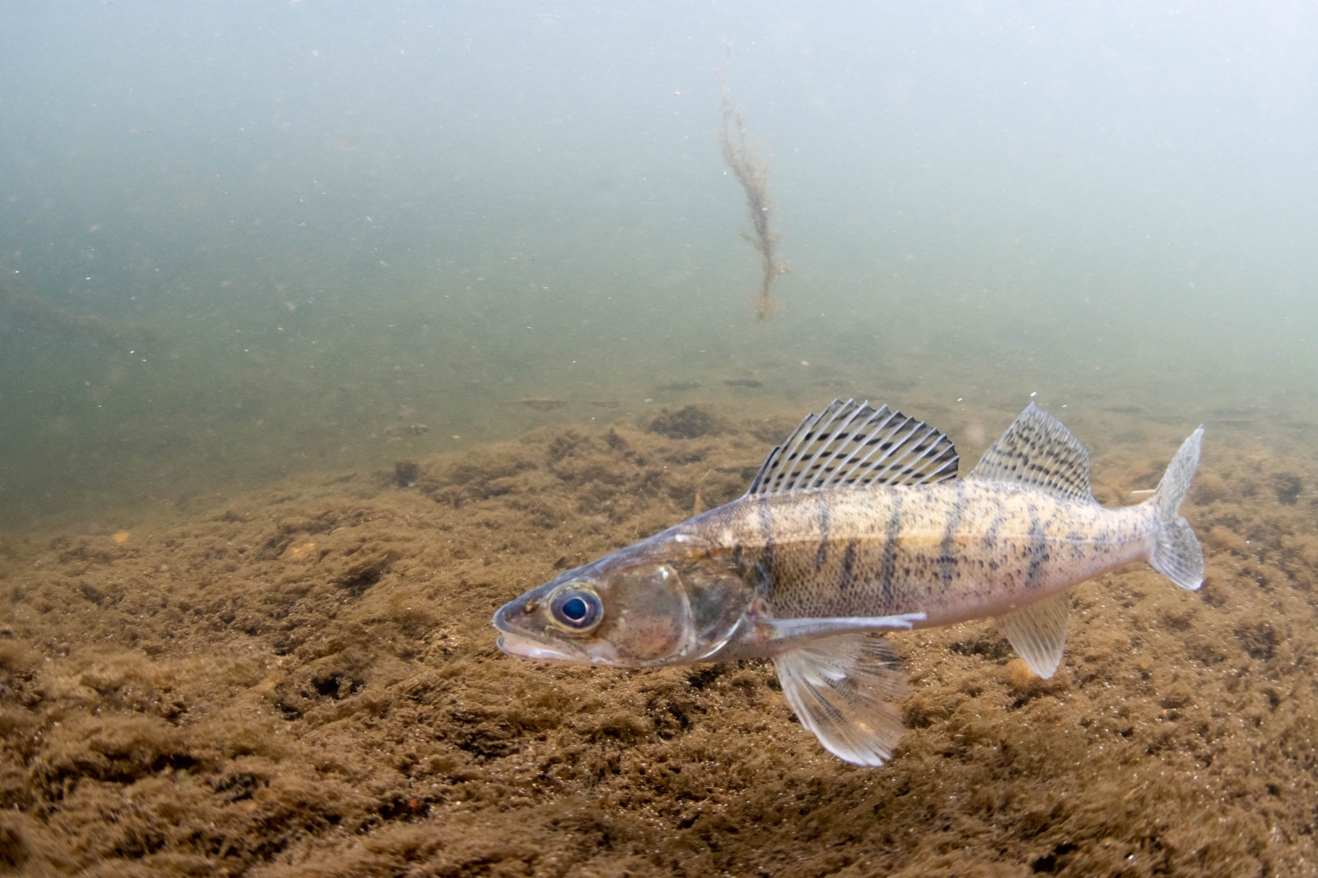 A vártnál is több süllőt telepítettek a Balatonba