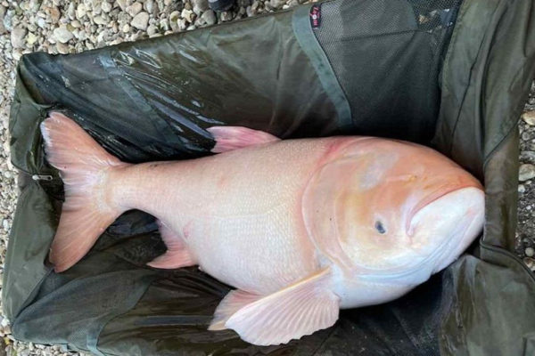 Hatalmas albínó halszörnyet fogtak ki a Dunából