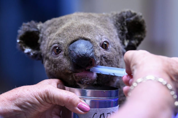 Összefogtak a természetvédők, hogy megmentsék a koalákat a kihalástól