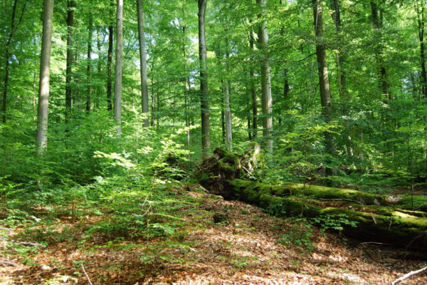 Rengeteg szenet nyel el a növényzet, ezért kulcskérdés az erdőségek megóvása