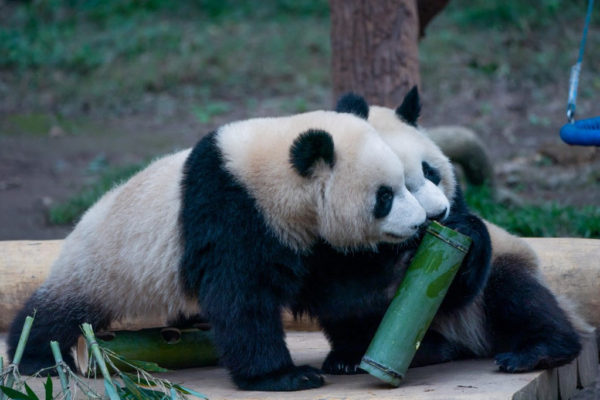 A panda nem magányos állat