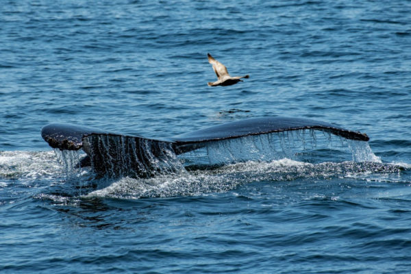 Döbbenetes felvétel, veszélyesen közel úszott egy bálna az emberekhez Ausztráliában