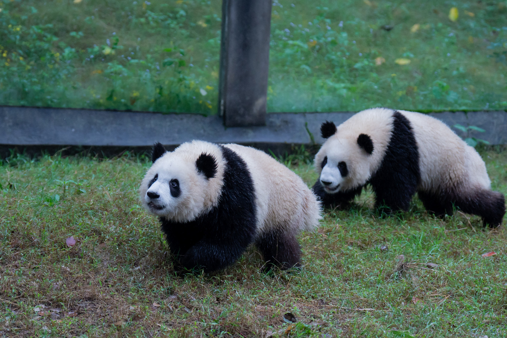 Kölcsönpanda visszajár