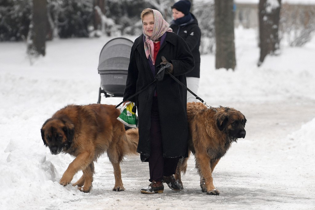 Kutyafelügyelők járják januártól Bécset