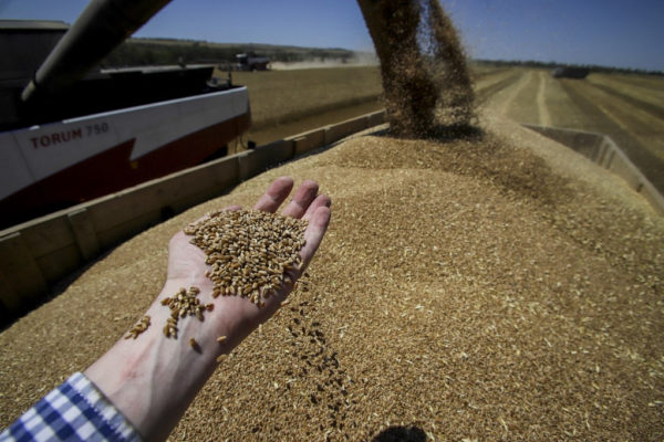 Oroszországban 142,6 millió tonna gabonát takarítottak be