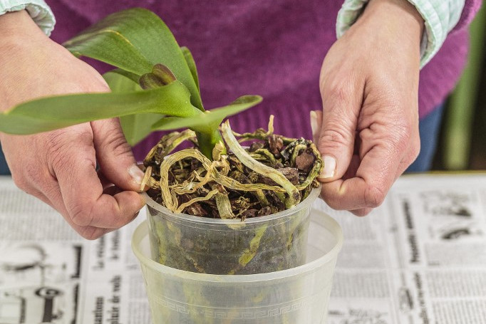 Három tuti tipp, amivel életre keltheti a haldokló orchideáját