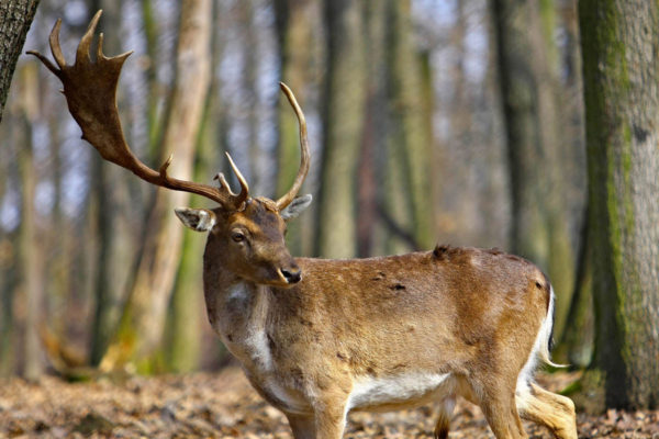 Szarvas rótta az utcákat fényes nappal Szekszárdon